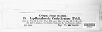 Coniothyrium fuckelii image